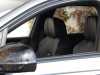 Best price secondhand vehicle Bentayga Bentley at - Occasions