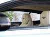 Vente voitures d'occasion Continental GT Bentley at - Occasions