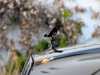 Juste prix voiture occasions Ghost Rolls-Royce at - Occasions