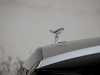  Spectre Rolls-Royce at - Occasions